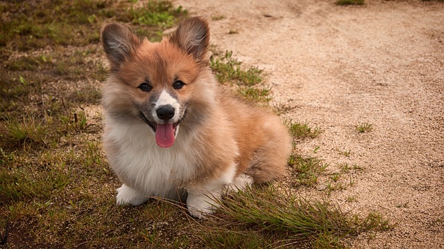 柯基犬宠物动物威尔士柯基犬