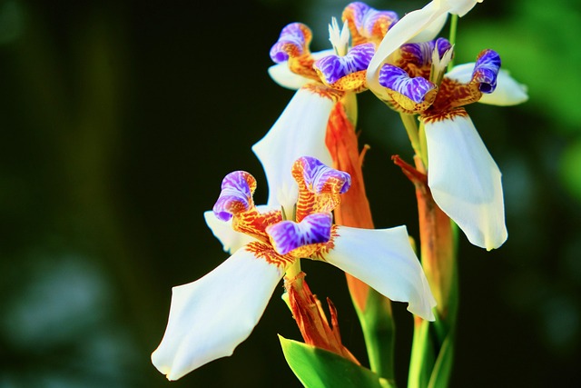 色彩斑斓的雨林