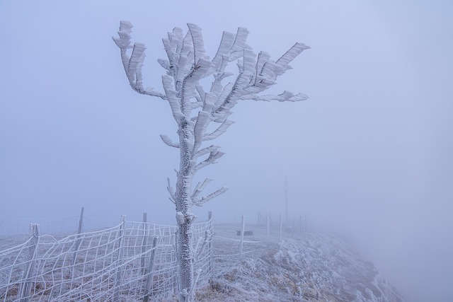 霜雾树冻冷