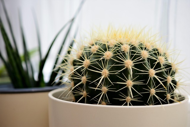 仙人掌植物肉质花