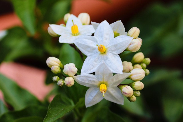 茉莉花自然