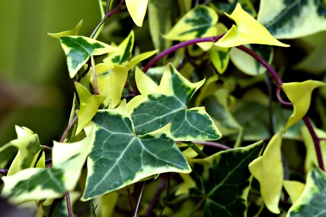 常春藤叶植物区系植物学