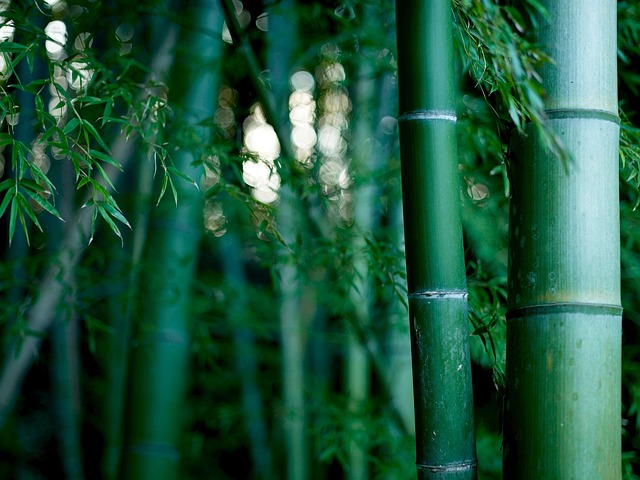 日本竹绿色植物林