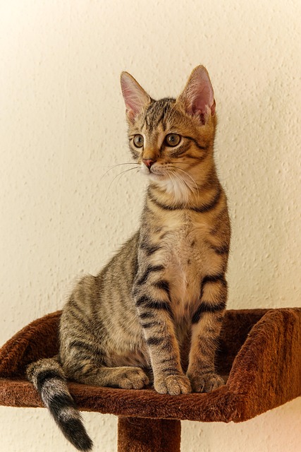 猫小鲭鱼小猫