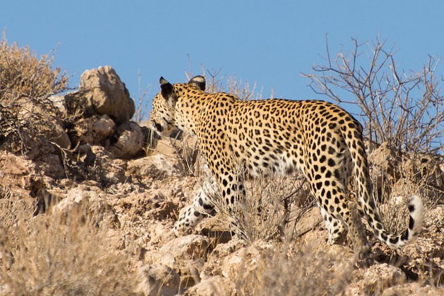 野猫卡拉哈里大型猫科动物
