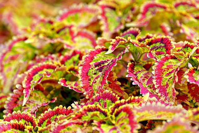 coleus自然多彩花园
