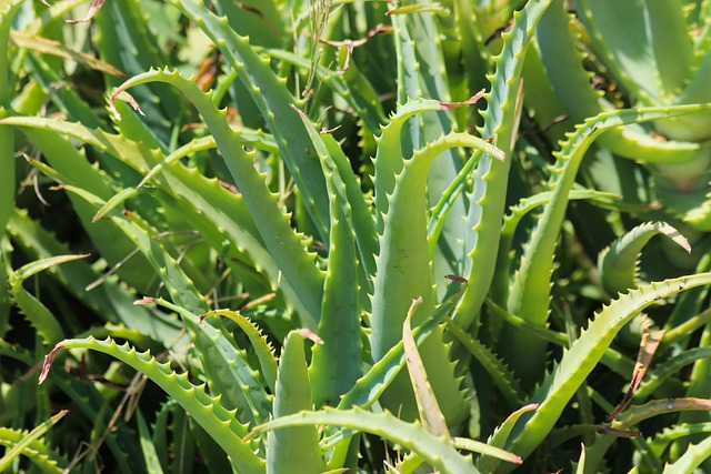 芦荟植物自然多汁绿色