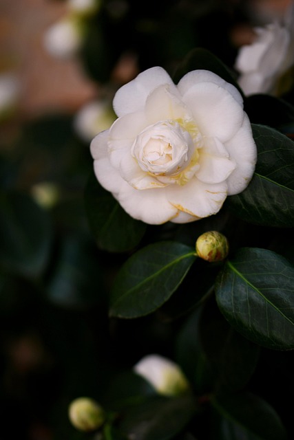 山茶花春季白花