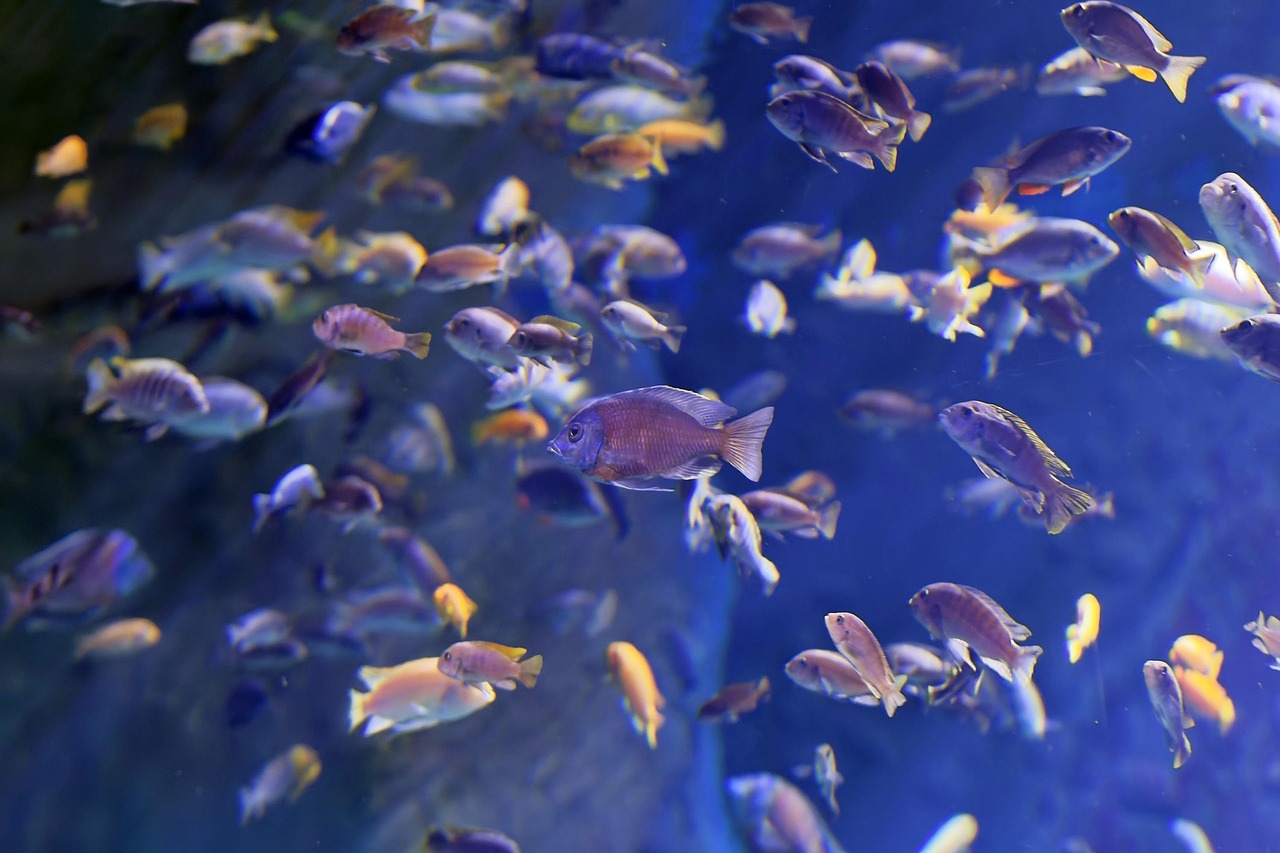 水族馆鱼游泳水