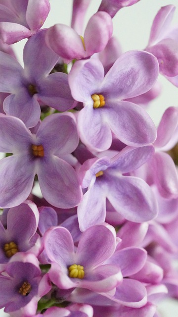 丁香花春天自然