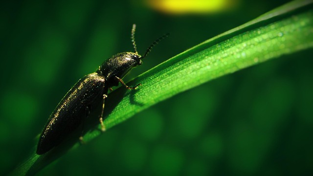 昆虫点击甲虫自然