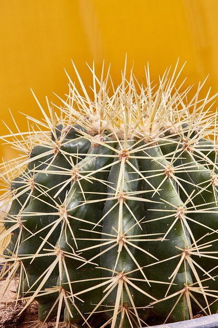 仙人掌刺植物绿色自然