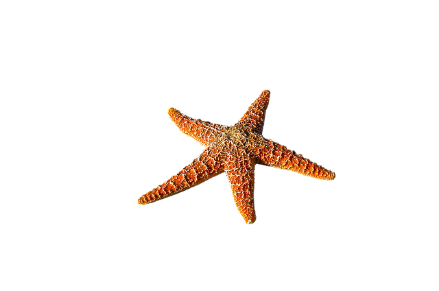 海星刺海刺