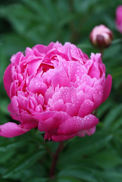 牡丹粉色牡丹粉色花朵