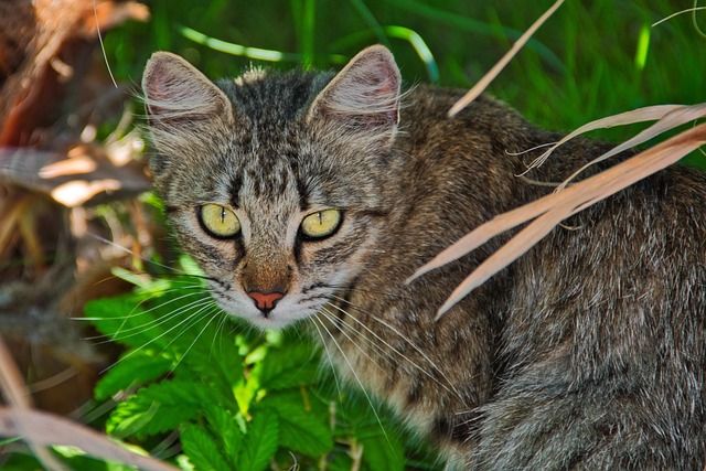 猫动物野生动物特写