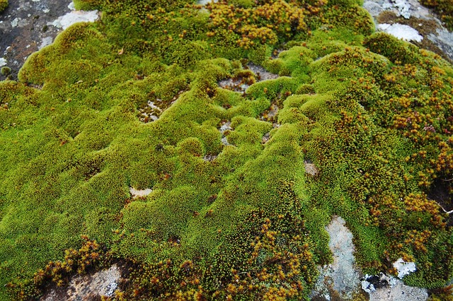 苔藓自然植物学生长植物