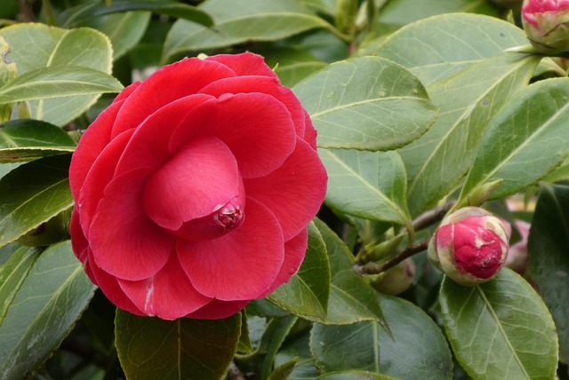 山茶日本玫瑰旋钮弹簧