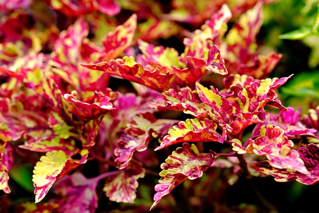 coleus叶子自然植物