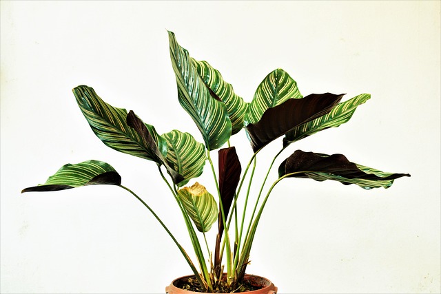 室内植物绿色植物室内