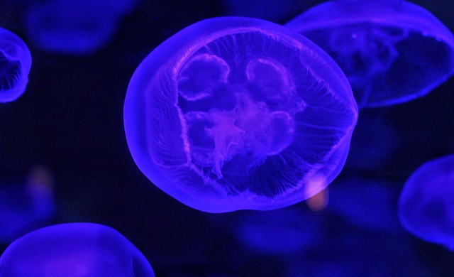 科学模糊生物学文摘
