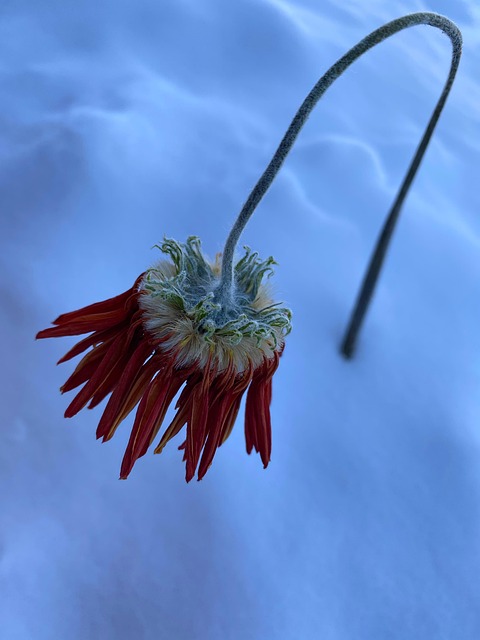 枯萎的花雪花冬天