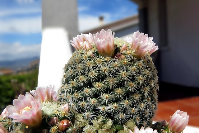 仙人掌花天然植物
